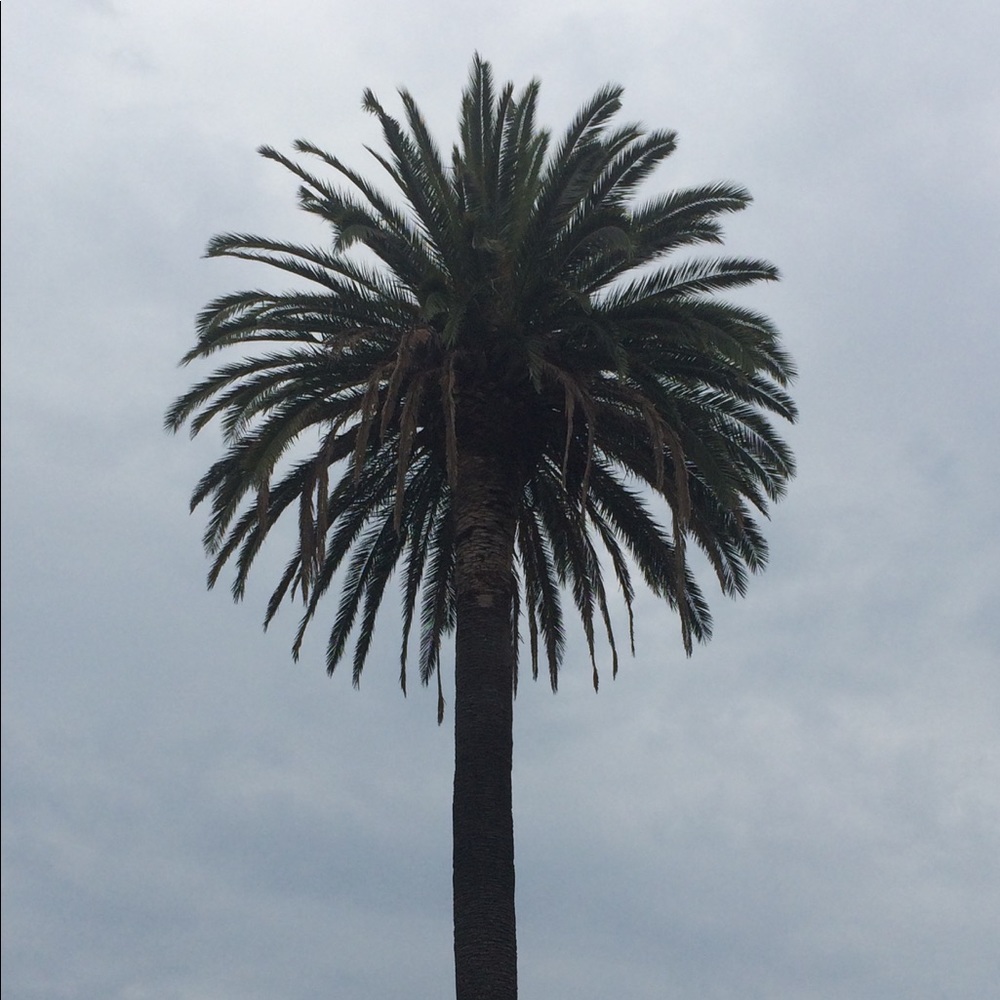 Meet your Posher, Palmetto65